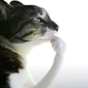 Chat qui regarde le rivage au loin et se pose des questions sur la vie elle même