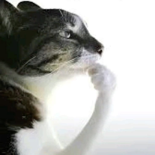 Chat qui regarde le rivage au loin et se pose des questions sur la vie elle même