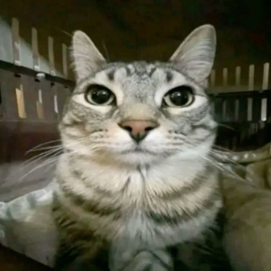 Chat sérieux au regard fixe